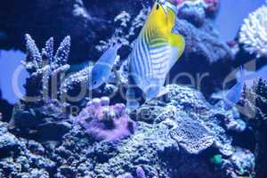 Raccoon butterflyfish Chaetodon lunula