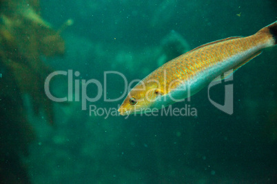 Senorita fish Oxyjulis californica