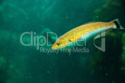 Senorita fish Oxyjulis californica