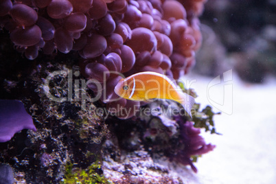 Orange skunk clownfish called Amphiprion perideraion