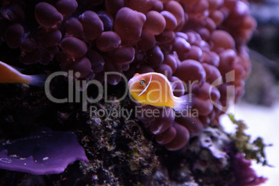 Orange skunk clownfish called Amphiprion perideraion