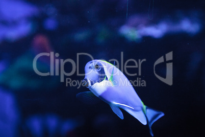 Powderblue tang fish Acanthurus leucosternon