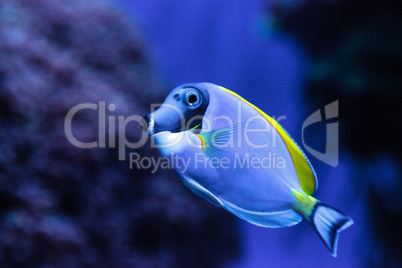 Powderblue tang fish Acanthurus leucosternon