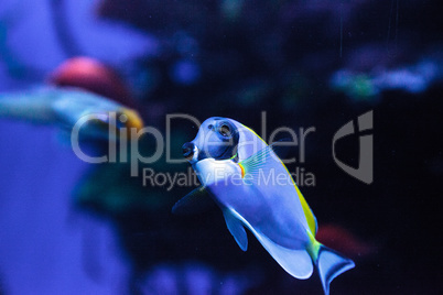 Powderblue tang fish Acanthurus leucosternon