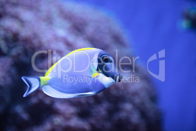 Powderblue tang fish Acanthurus leucosternon