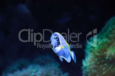 Powderblue tang fish Acanthurus leucosternon