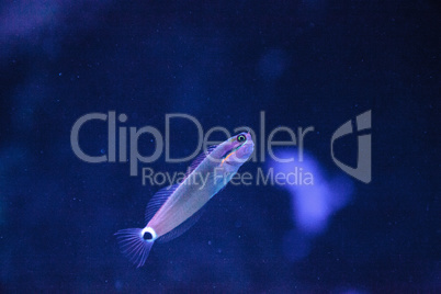 Tailspot Blenny Ecsenius stigmatura