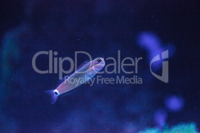 Tailspot Blenny Ecsenius stigmatura