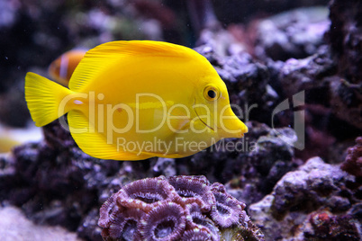 Yellow tang fish, Zebrasoma flavenscens