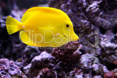 Yellow tang fish, Zebrasoma flavenscens