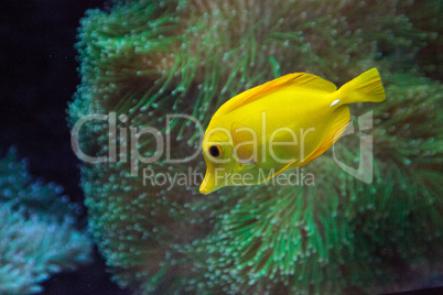 Yellow tang fish, Zebrasoma flavenscens