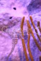 Zebra-snout seahorse Hippocampus barbouri