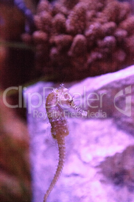 Zebra-snout seahorse Hippocampus barbouri