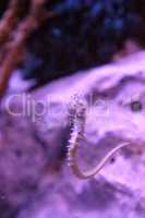 Zebra-snout seahorse Hippocampus barbouri