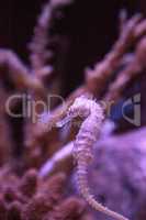 Zebra-snout seahorse Hippocampus barbouri