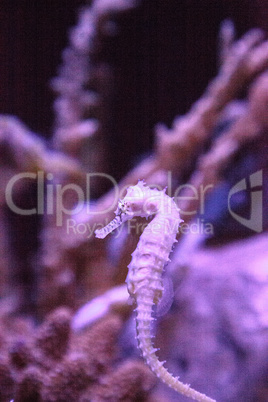 Zebra-snout seahorse Hippocampus barbouri