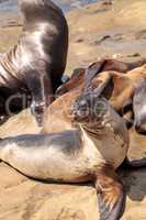 California sea lion Zalophus californianus sunning on the rocks