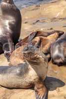 California sea lion Zalophus californianus sunning on the rocks