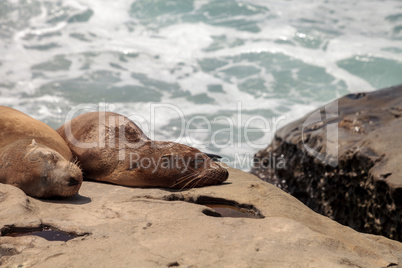 California sea lion Zalophus californianus sunning on the rocks