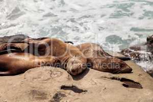 California sea lion Zalophus californianus sunning on the rocks