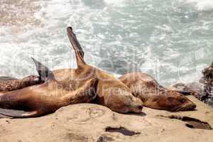 California sea lion Zalophus californianus sunning on the rocks