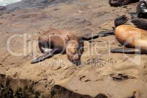 California sea lion Zalophus californianus sunning on the rocks