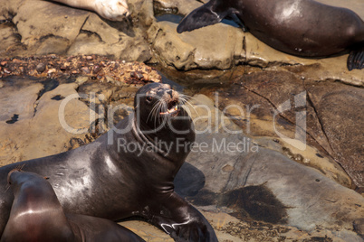 California sea lion Zalophus californianus sunning on the rocks