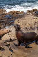 California sea lion Zalophus californianus sunning on the rocks