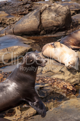 California sea lion Zalophus californianus sunning on the rocks