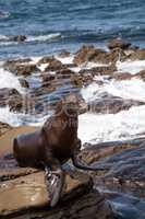 California sea lion Zalophus californianus sunning on the rocks