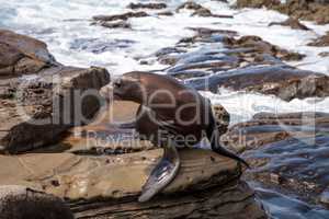 California sea lion Zalophus californianus sunning on the rocks