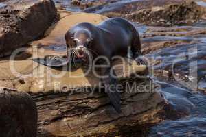 California sea lion Zalophus californianus sunning on the rocks