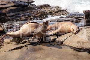 California sea lion Zalophus californianus sunning on the rocks