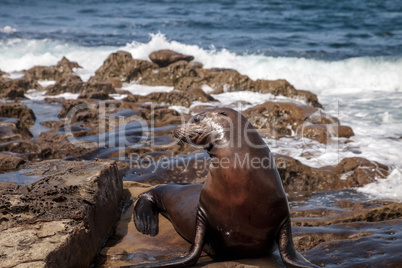 California sea lion Zalophus californianus sunning on the rocks