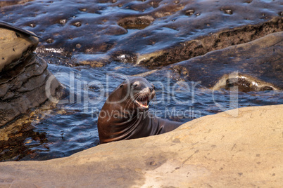 California sea lion Zalophus californianus sunning on the rocks