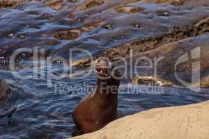 California sea lion Zalophus californianus sunning on the rocks
