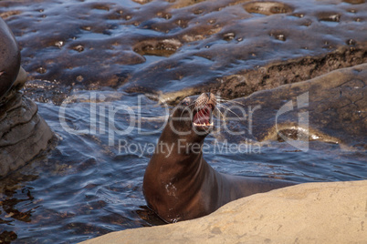 California sea lion Zalophus californianus sunning on the rocks