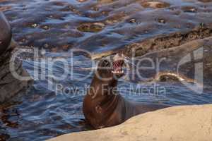 California sea lion Zalophus californianus sunning on the rocks