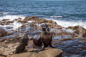 California sea lion Zalophus californianus sunning on the rocks