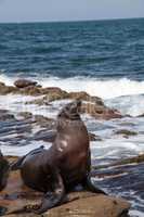 California sea lion Zalophus californianus sunning on the rocks