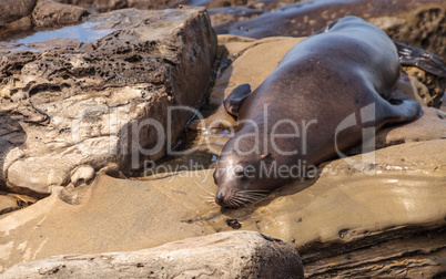 California sea lion Zalophus californianus sunning on the rocks