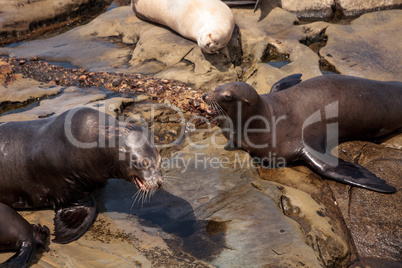 Arguing California sea lion Zalophus californianus