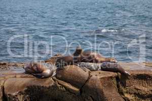 California sea lion Zalophus californianus sunning on the rocks