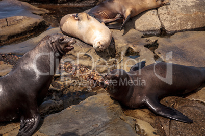 Arguing California sea lion Zalophus californianus