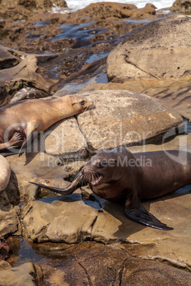 Arguing California sea lion Zalophus californianus