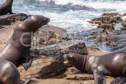 Arguing California sea lion Zalophus californianus