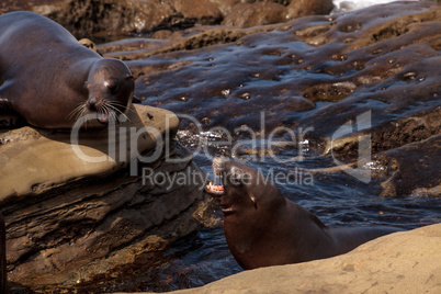 Arguing California sea lion Zalophus californianus
