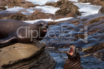 Arguing California sea lion Zalophus californianus