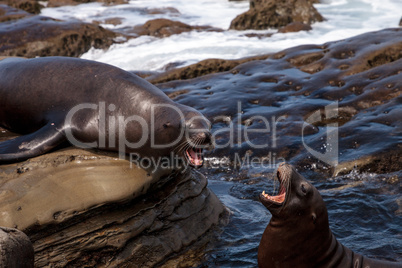 Arguing California sea lion Zalophus californianus