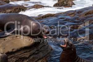 Arguing California sea lion Zalophus californianus